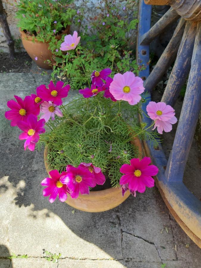Les Adjots Wisteria Cottage מראה חיצוני תמונה
